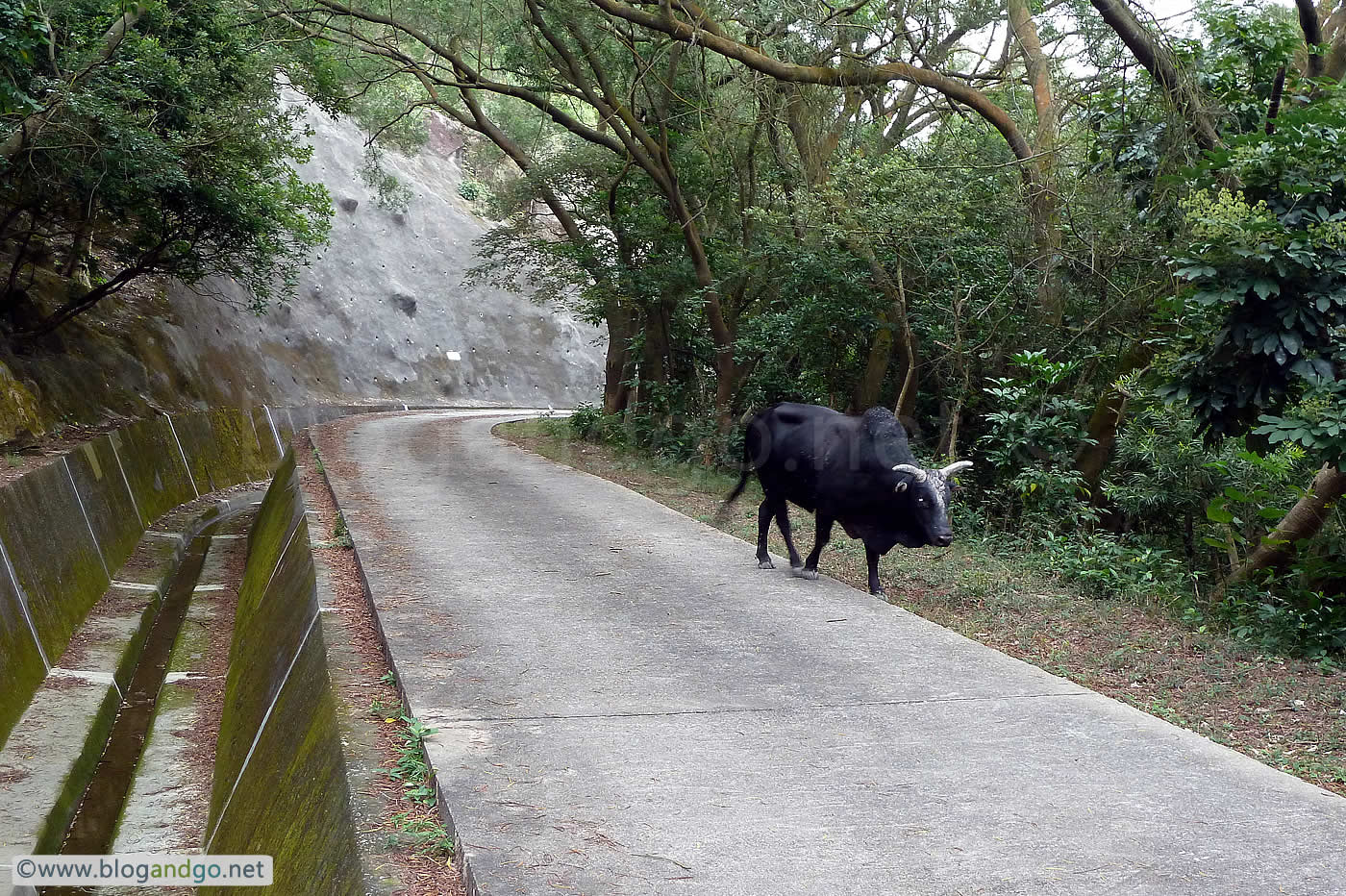 Lantau Trail 8 - Buffalo encounter